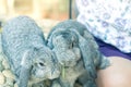 Women feeding food rabbit