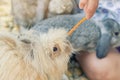 Women feeding food rabbit