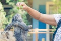 Women feeding food rabbit