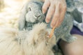 Women feeding food rabbit