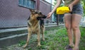 A women feeds a German shepherd in a yard Royalty Free Stock Photo