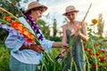 Women flower farmers pick fresh gladiolus in summer garden. Cut flowers harvest. Mother and daughter work outdoors