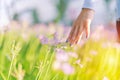 Women and flowers in the field. women hand touching the purple flower with copy space Royalty Free Stock Photo