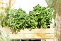 Women gardener holding wooden box with young fresh tomato seedling Royalty Free Stock Photo