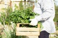 Women gardener holding wooden box with young fresh tomato seedling Royalty Free Stock Photo