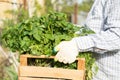 Women gardener holding wooden box with young fresh tomato seedling Royalty Free Stock Photo