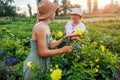 Women gardeners pick fresh yellow dahlias in summer garden using pruner. Cut flowers harvest Royalty Free Stock Photo