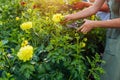 Women gardeners pick fresh yellow dahlias in summer garden using pruner. Cut flowers harvest Royalty Free Stock Photo