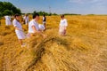 Women are gather bundles of mowed wheat Royalty Free Stock Photo