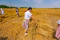 Women are gather bundles of mowed wheat Royalty Free Stock Photo