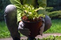 Women gloved hands hold pot with seedling Hosta. Planting plant in the park, garden, backyard Royalty Free Stock Photo