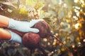 Women in gloves holding a bunch of handpicked organic dirty beetroots. Beetroots with leaf. Beet.