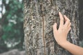 Women hand and big tree Royalty Free Stock Photo