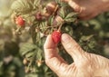 Women hand collecting red raspberry fruits from garden bush. Ripe fresh berry on branch close up Royalty Free Stock Photo