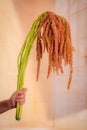 Women hand holding a bouquet of coral Amaranthu summer flower variety, studio shot, tall flowers