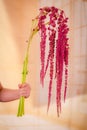 Women hand holding a bouquet of RED AMARANTHUS variety, studio shot, red flowers Royalty Free Stock Photo