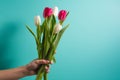 Women hand holding flowers on blue background. Bouquet of white and pink tulips for Birthday, Happy mothers or Royalty Free Stock Photo