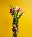 Women hand holding flowers on yellow background. Bouquet of white and pink tulips for Birthday, Happy mothers or Royalty Free Stock Photo