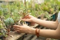 women hand holding succulent in clay and plastic pots in greenhouse. Sale of plants, seedlings for home