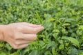 Tea leaves The view of a woman holding a tea leaf