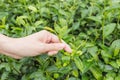 Tea leaves The view of a woman holding a tea leaf