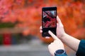 Women hand using smart phone with take photo, Young girl using photography of smartphone of maple leaf red autumn on mobile camera Royalty Free Stock Photo