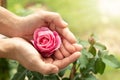 Women hands of agriculture and pink rose in the green garden. For Valentines Day