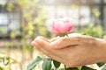 Women hands of agriculture and pink rose in the green garden. For Valentines Day