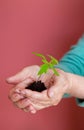 Hands carefully hold a young sprout with earth and roots