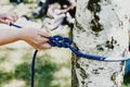 Women hands pull a strong blue rope tied to a birch tree. Zip line installation Royalty Free Stock Photo