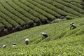 4 women Harvest tea in Cau Dat farm, Vietnam