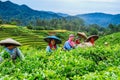 Group of women harvesting tea leaves from an Indonesian plantation Royalty Free Stock Photo