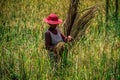 Women harvesting cereals, Ile aux Nattes, Toamasina,Madagascar