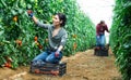Women harvesting tomatoes Royalty Free Stock Photo