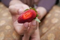 women holding a half eaten strawberry Royalty Free Stock Photo