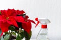 Women holding poinsettia flowers. Festive dream mood