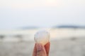 Women holding sea shells in her hands with sea background Royalty Free Stock Photo