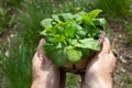 A person holding a basket with fresh lemon balm Royalty Free Stock Photo