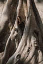 Women in long black dress on Banyan tree in summer day. Bali. Indonesia, Royalty Free Stock Photo