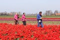 Women and a man at work in the flowerfields, Noordoostpolder, Flevoland, Netherlands