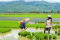 Women manual labour in the Philippine rice fields