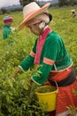 Women of the Palong ethnic group harvesting chilli peppers in the fields. Royalty Free Stock Photo