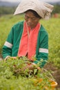 Women of the Palong ethnic group harvesting chilli peppers in the fields. Royalty Free Stock Photo