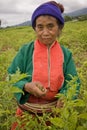 Women of the Palong ethnic group harvesting chilli peppers in the fields. Royalty Free Stock Photo