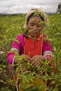 Women of the Palong ethnic group harvesting chilli peppers in the fields. Royalty Free Stock Photo