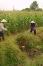 Women performing manual irrigation