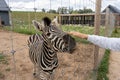 Women petting zebra behind metal fence in zoo Royalty Free Stock Photo