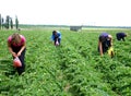 Women pick berries of strawberry