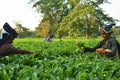 Women pick up tea leafs by hand at tea garden in Darjeeling, one of the best quality tea in the world, India Royalty Free Stock Photo