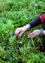 Women picking blueberry